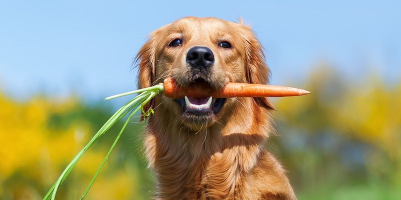 Plain Carrot Sticks