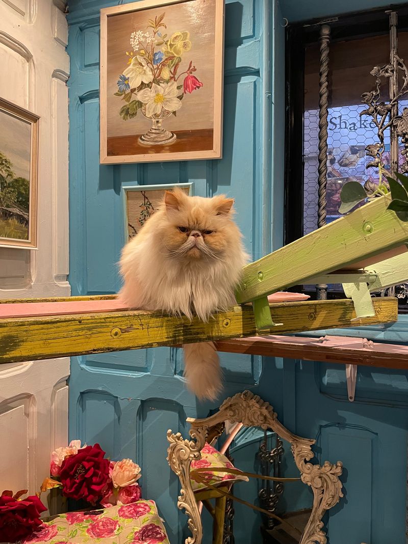Rescue Cats With Personality