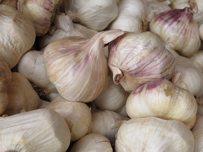 Garlic