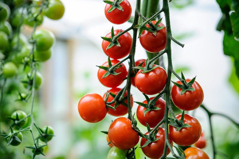 Tomatoes