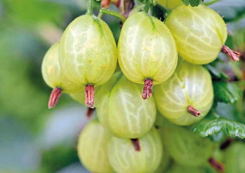 Gooseberries