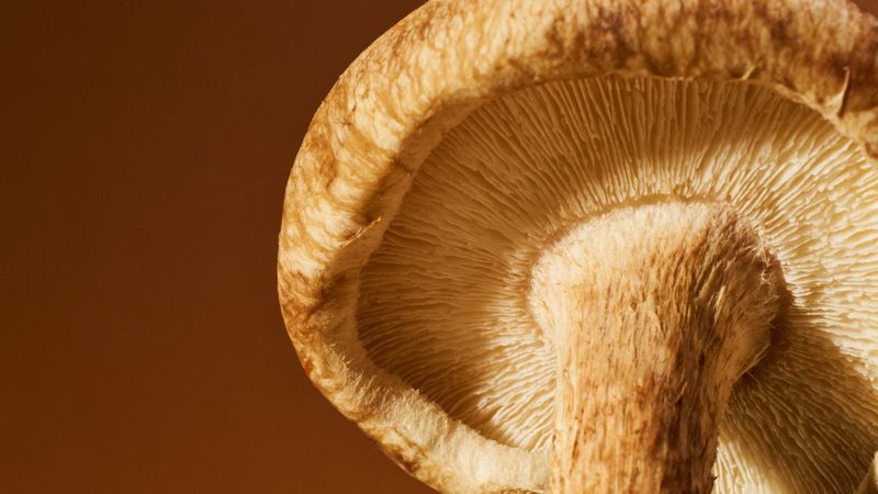 The Science Behind Functional Mushrooms In Your Cup