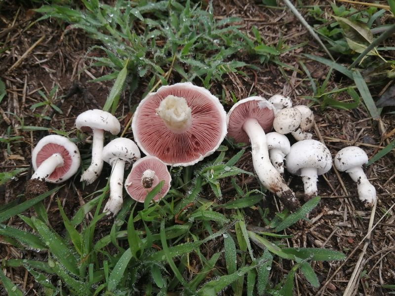 Foraged Or Organic Mushrooms