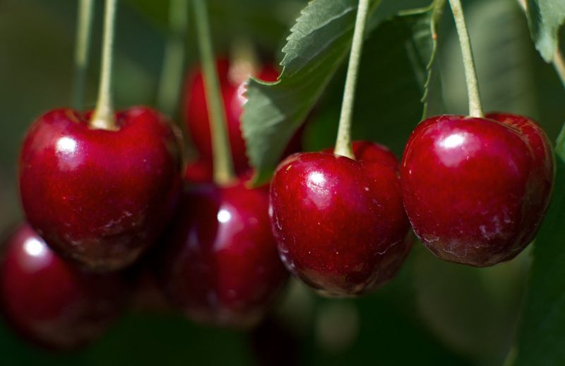 Cherries