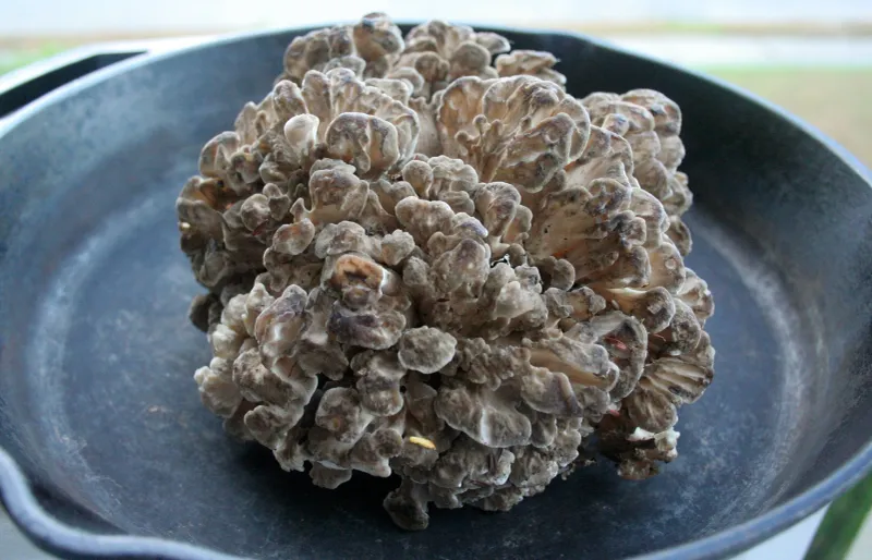 Maitake