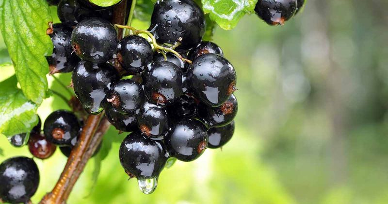 Blackcurrants