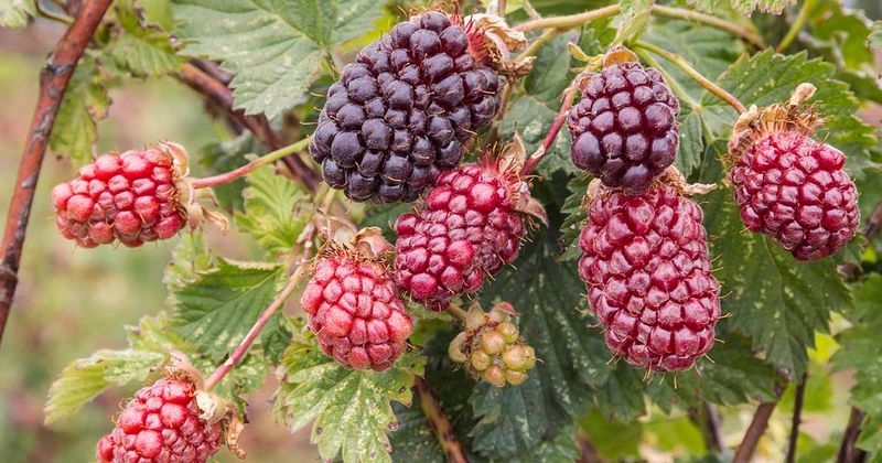 Boysenberries
