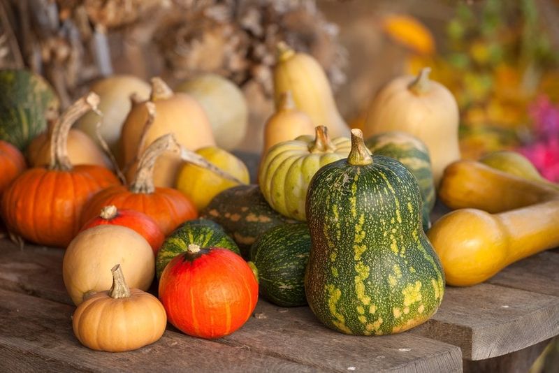 Squashes