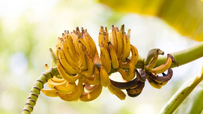 Bananas Are Botanically Berries