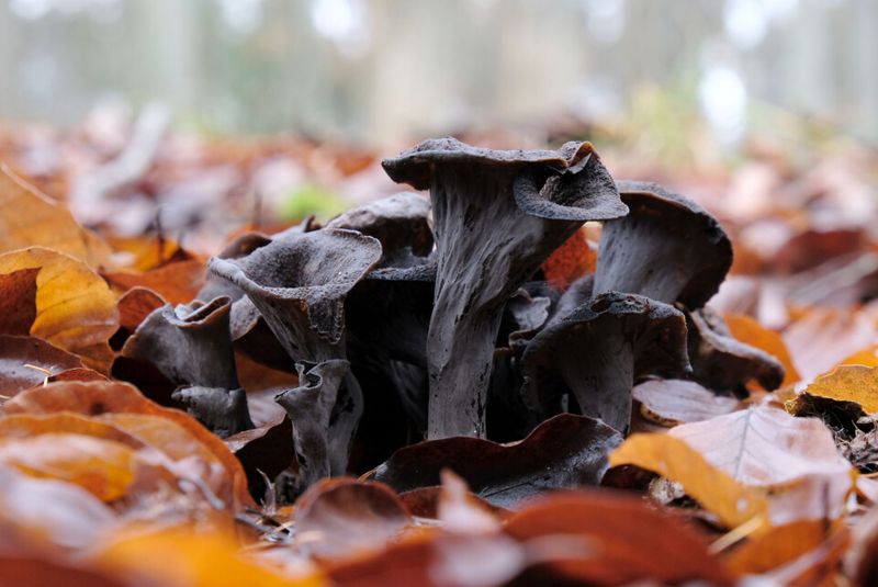 Black Trumpet