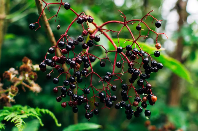 Elderberries