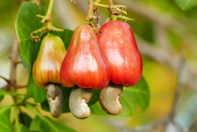 Cashews Grow Outside The Fruit