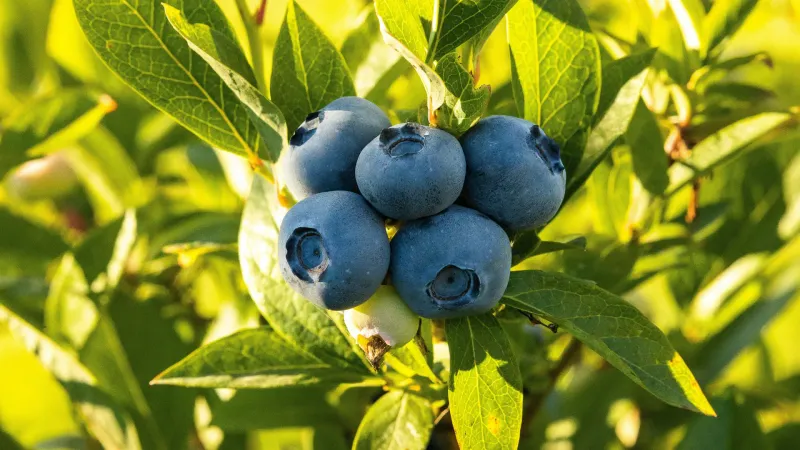Blueberries
