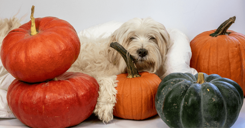 Pumpkin (Plain, Cooked Or Canned, No Sugar/Spices)