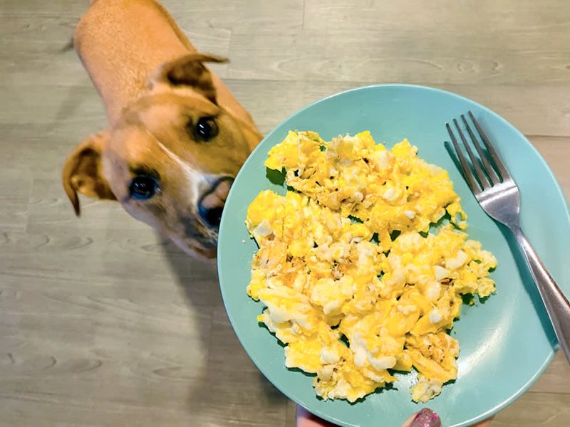 Cooked Eggs (Hard-Boiled Or Scrambled, Plain)