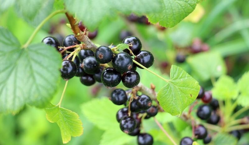 Blackcurrants