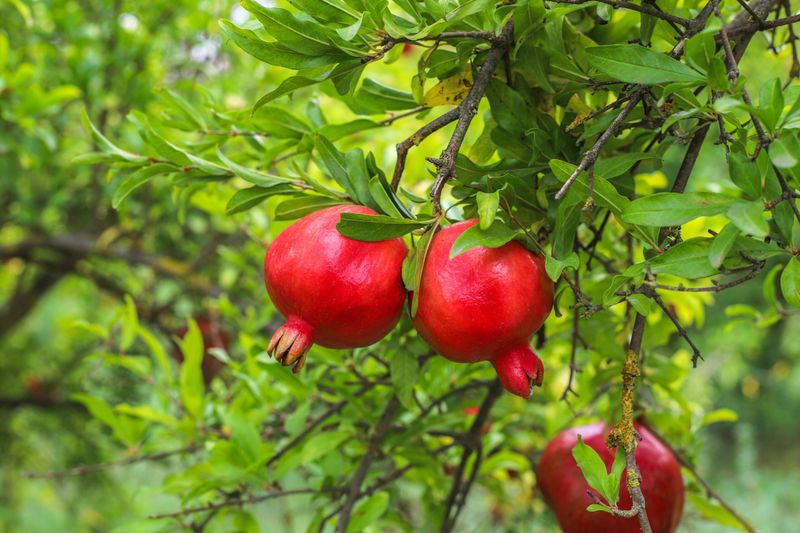 Pomegranates Ripen In Autumn In Most Growing Regions
