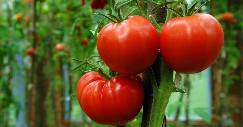 Tomatoes