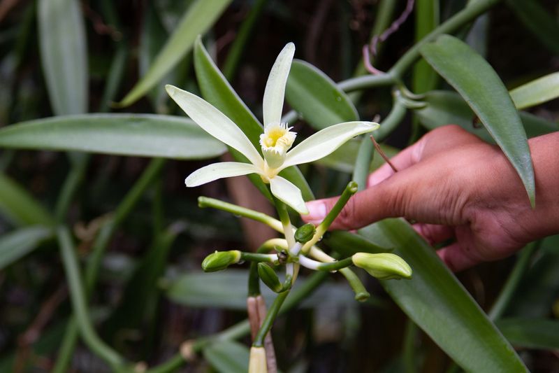 Vanilla Comes From An Orchid