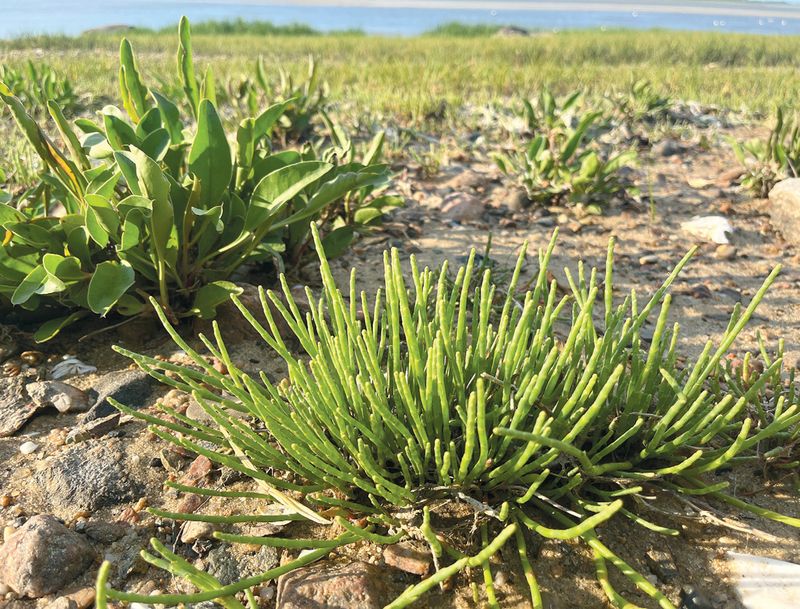 Sea Beans