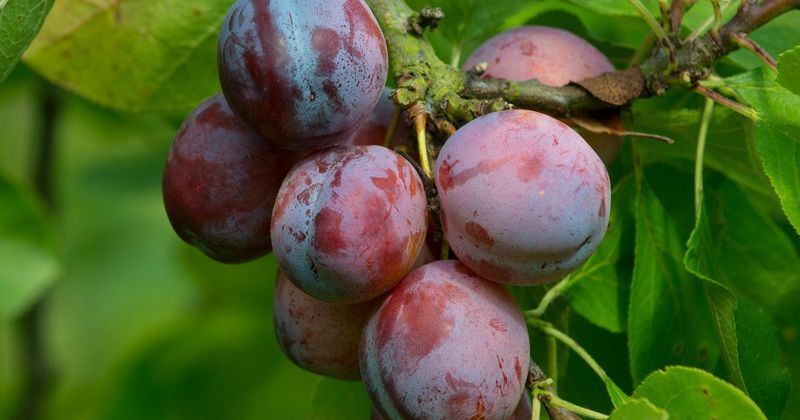 Plums