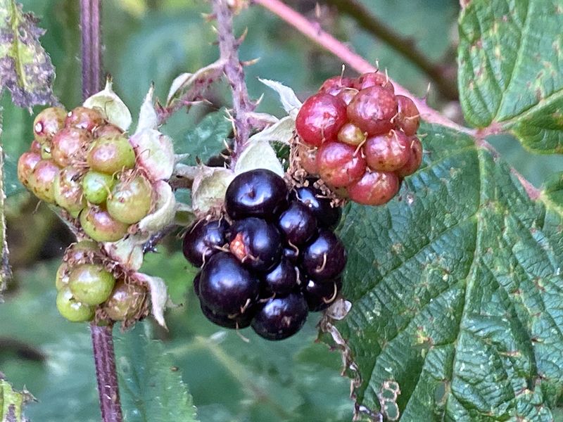 Blackberries