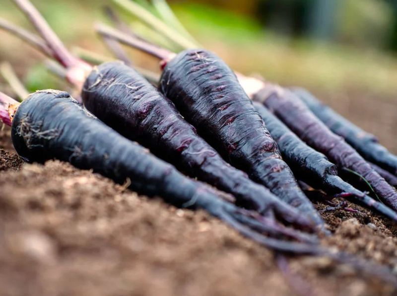 Purple Carrot