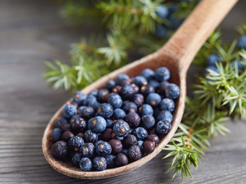 Juniper Berries