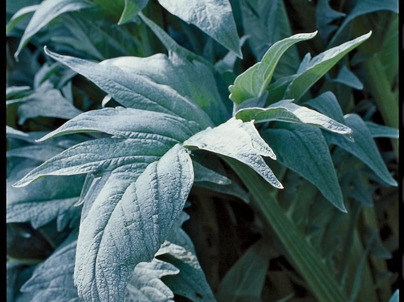 Cardoon