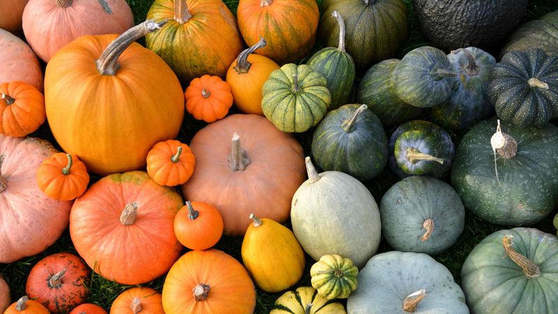 Pumpkin