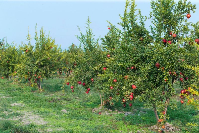 Pomegranate Trees Can Live For Several Decades