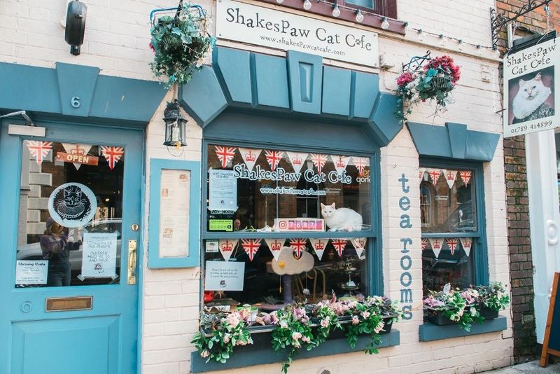 Shakespaw Cat Café (Stratford-Upon-Avon)