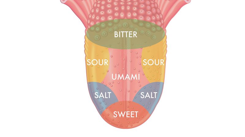 How Your Taste Buds Detect Acidity