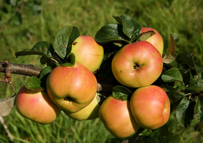 Apples