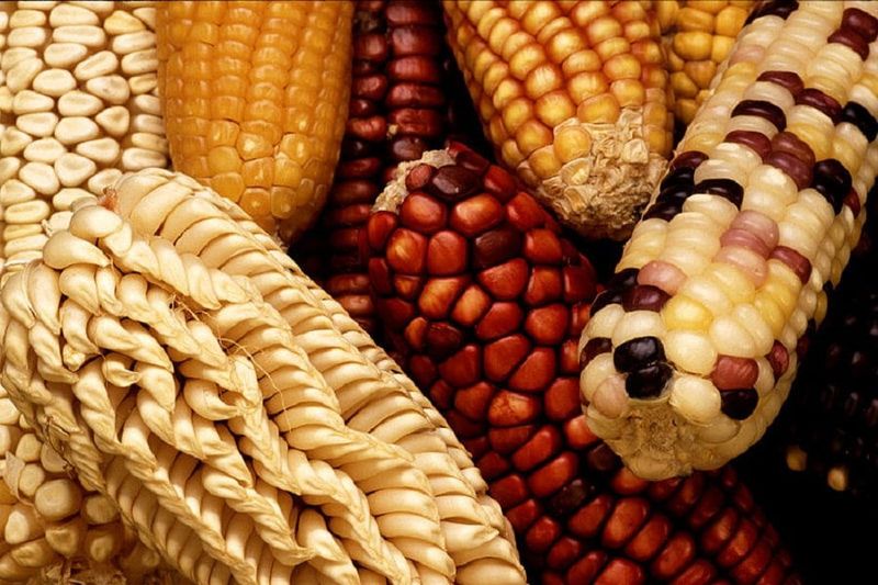 Maize (Corn)
