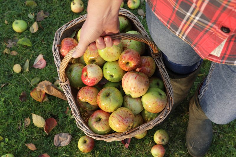 Apples