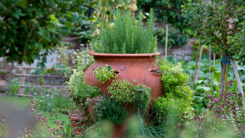 Herbs