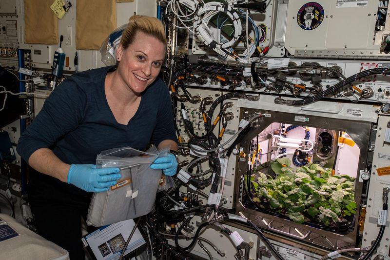 Potatoes Were The First Vegetable Grown In Space