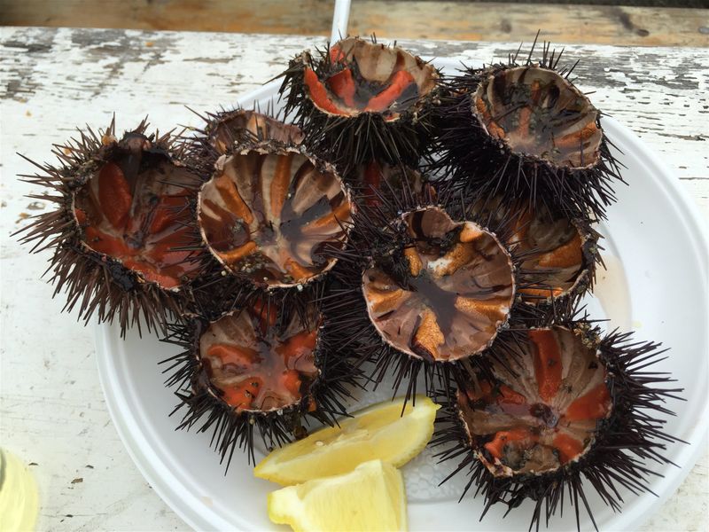 Sea Urchin