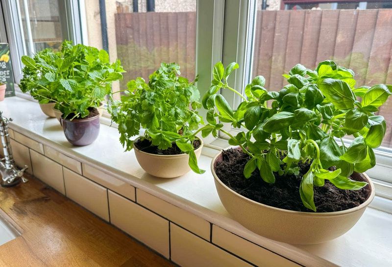 Growing Herbs On The Windowsill