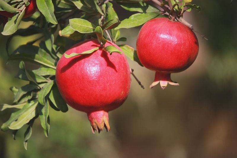 Pomegranates Have Been Cultivated For Over 4,000 Years