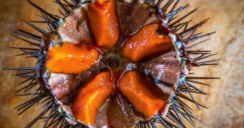 Sea Urchin Roe
