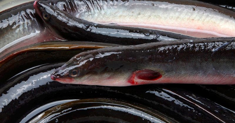 Lough Neagh Eels