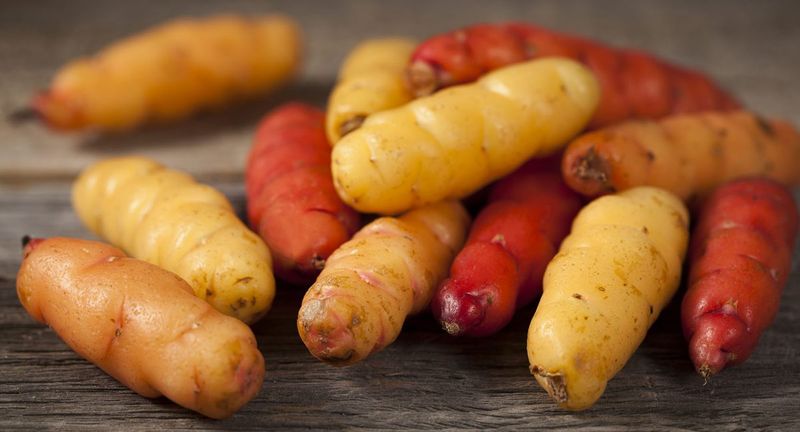 Oca