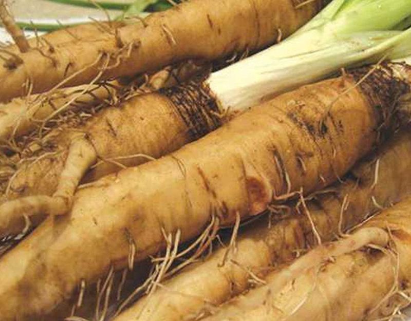 Salsify