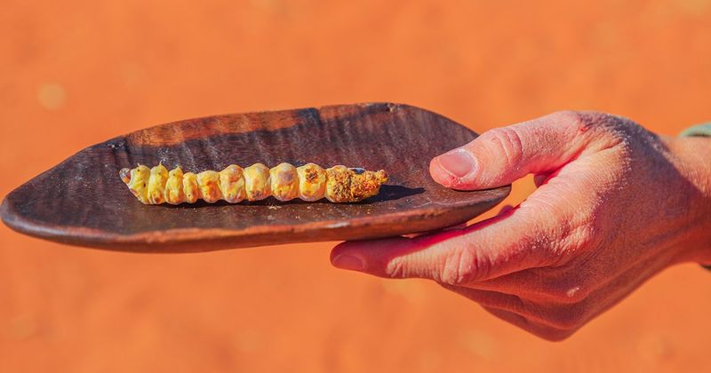 Witchetty Grub