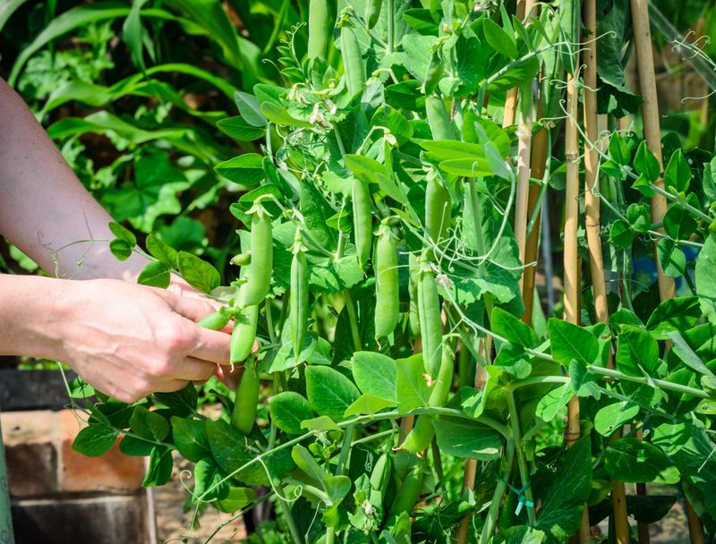 Peas