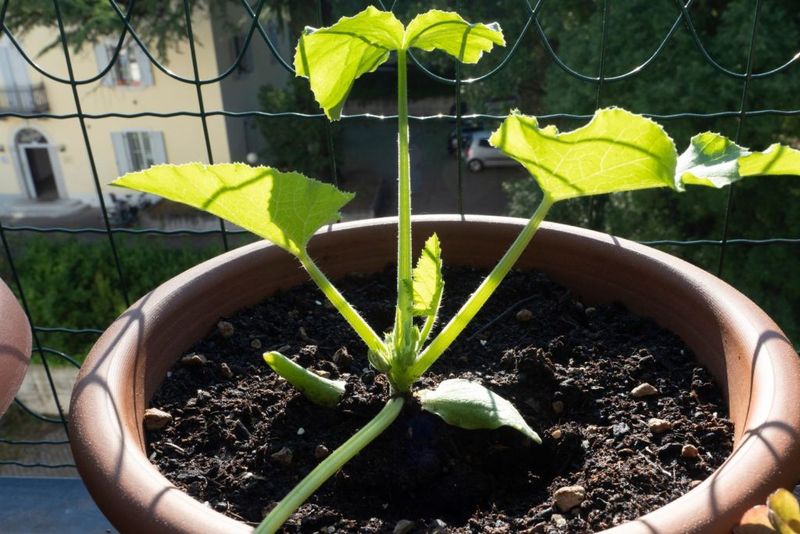 How Much Sun And Warmth Courgettes Really Need