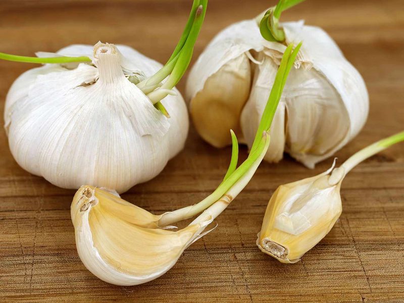 Using Old Or Sprouting Garlic Without Checking