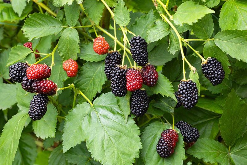 Boysenberry